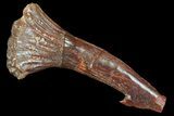 Bargain Cretaceous Giant Sawfish (Onchopristis) Rostral Barb #72731-1